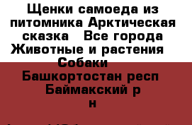 Щенки самоеда из питомника Арктическая сказка - Все города Животные и растения » Собаки   . Башкортостан респ.,Баймакский р-н